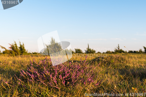 Image of Blossom heather plant