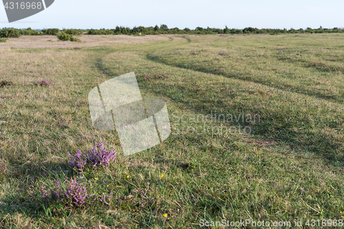 Image of Blossom heather by a winding grass road