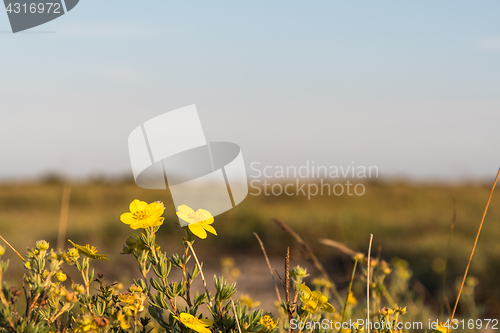 Image of Golden colored flowers closeup