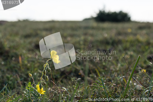 Image of Yellow rockrose closeup