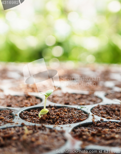 Image of Young Plant Growing 