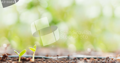 Image of Young Plant Growing 