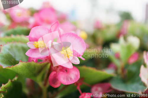 Image of Begonia Flower