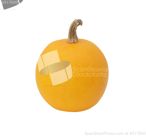 Image of Smooth-skinned orange ornamental gourd