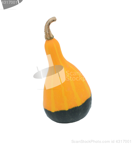 Image of Smooth pear-shaped orange and green ornamental gourd