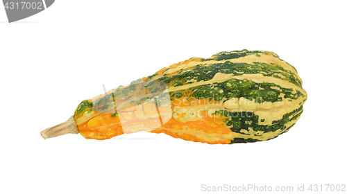 Image of Green warty ornamental gourd with orange patch