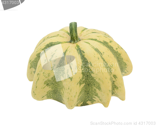 Image of Crown of Thorns ornamental gourd with green stripes