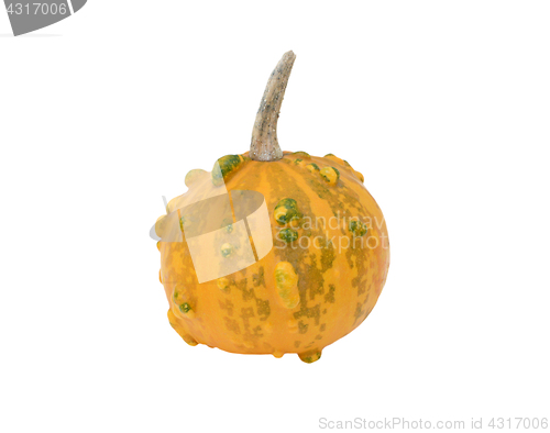 Image of Small round orange and green warty ornamental gourd