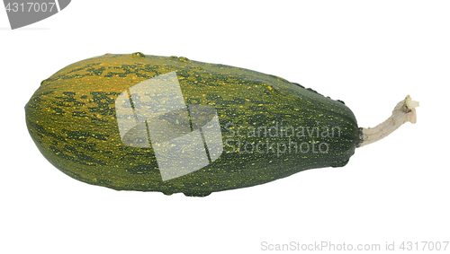 Image of Large green warty ornamental gourd