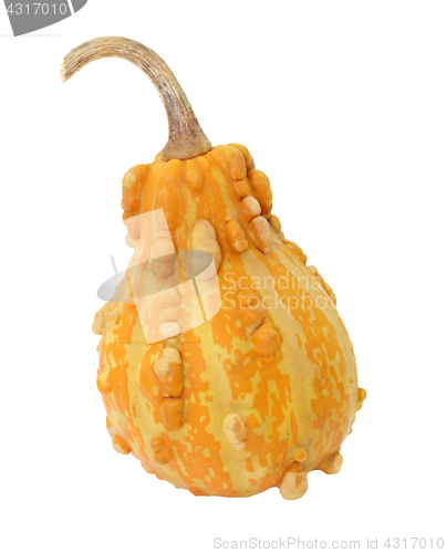 Image of Dark orange pear-shaped ornamental gourd