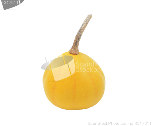 Image of Small yellow ornamental gourd
