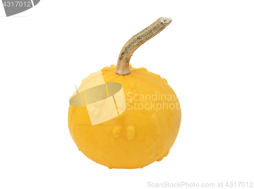 Image of Round orange ornamental gourd with warty lumps