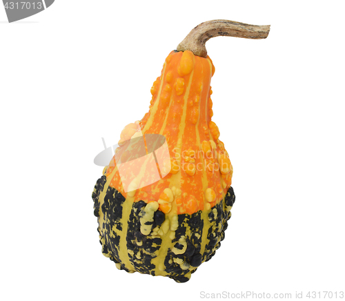 Image of Pear-shaped orange and green ornamental gourd 