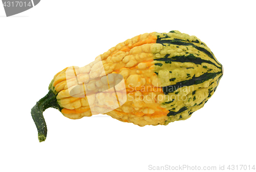 Image of Yellow warty ornamental gourd with a green base