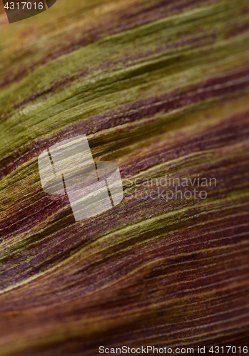 Image of Abstract background of sweetcorn leaf with purple and green stre