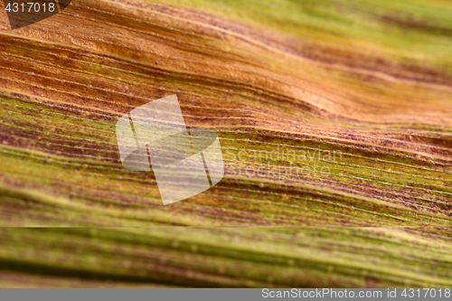 Image of Abstract macro of maize foliage with fall colours 