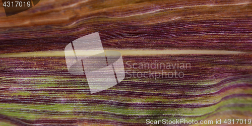 Image of Abstract deep purple and green stripes on a sweetcorn leaf