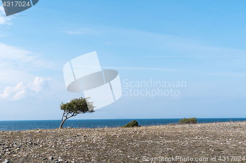 Image of Windswept tree and bushes by a coastline