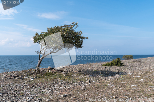 Image of Coastline with windblown tree by seaside