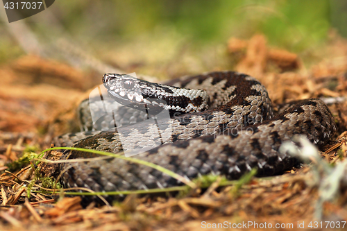 Image of european common viper on forest ground 