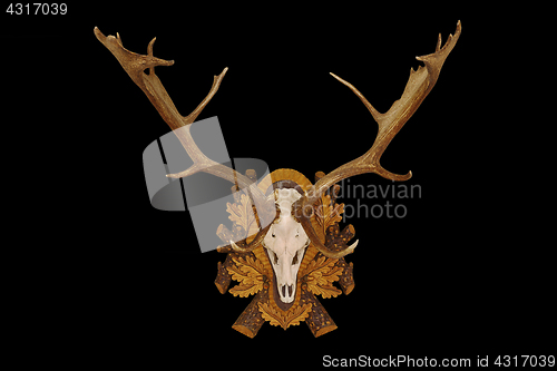 Image of beautiful fallow deer trophy over black background