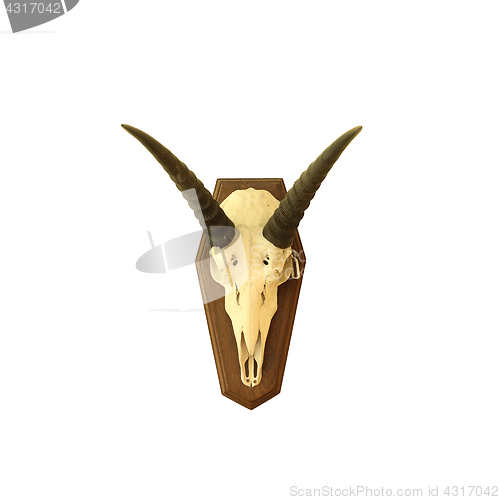 Image of saiga antelope skull