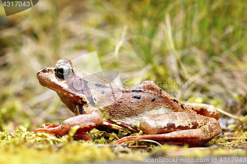 Image of european common frog in natural habitat