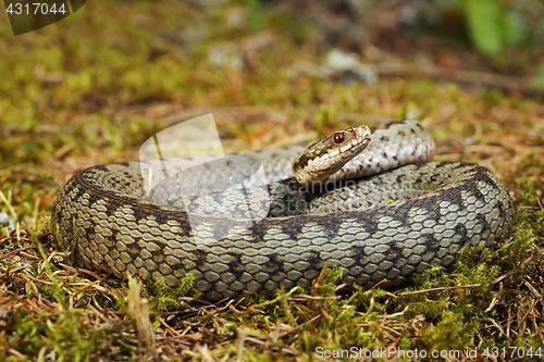 Image of colorful crossed european adder on moss