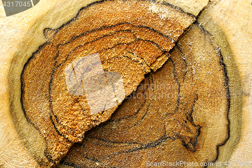 Image of heart of a cut tree log