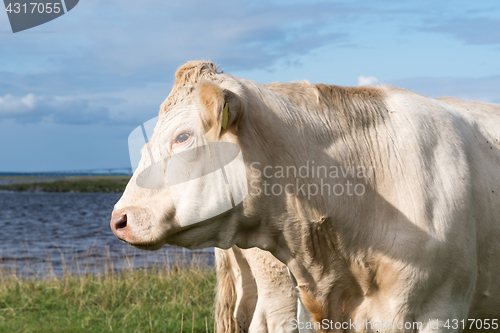 Image of White cow head portrait