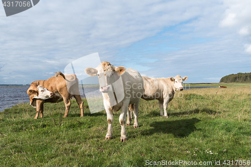 Image of Cattle by seaside