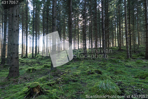 Image of Old forest with mossy ground