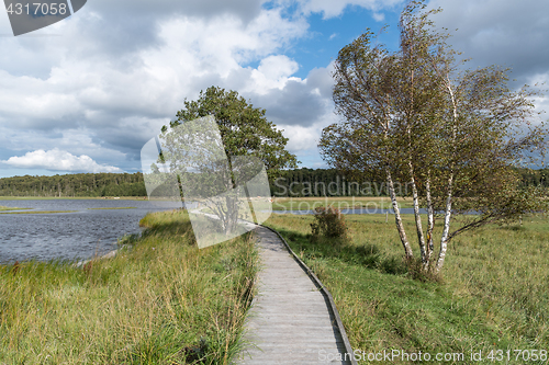 Image of Wooden footbridge in a wetland