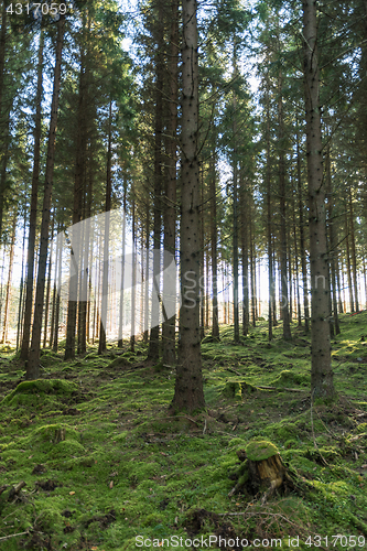 Image of Tall spruce trees in a mossy forest