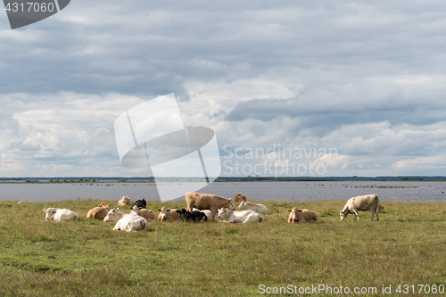 Image of Herd of resting cattle by seaside