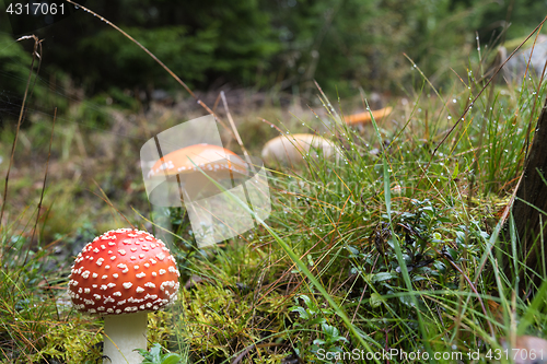 Image of Death cup mushroom