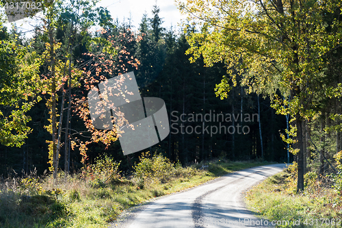 Image of Winding gravel road with backlit colorful trees