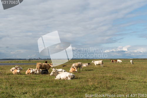 Image of Peaceful view of resting cattle