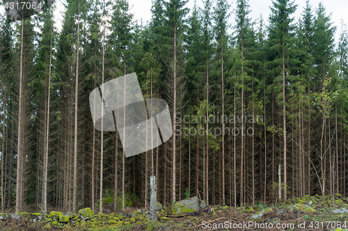 Image of Growing spruce tree forest