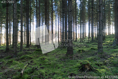 Image of Mossy fairy forest