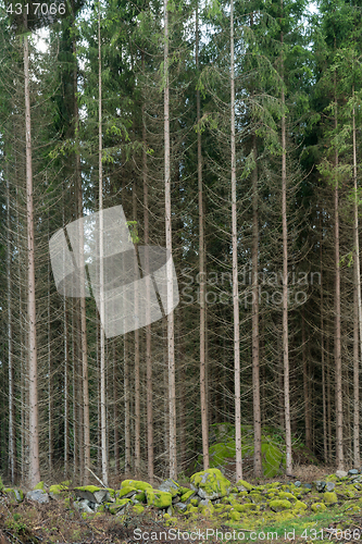 Image of Tall spruce trees