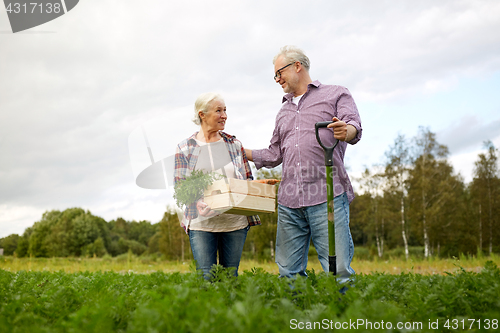 Image of senior couple with shovel picking carrots on farm
