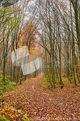 Image of Autumn park path