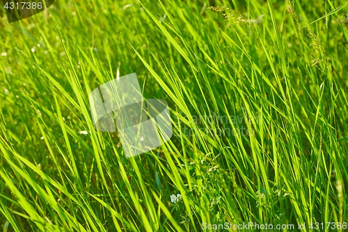 Image of Green Grass Field