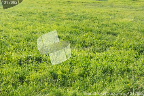 Image of green grass on summer field