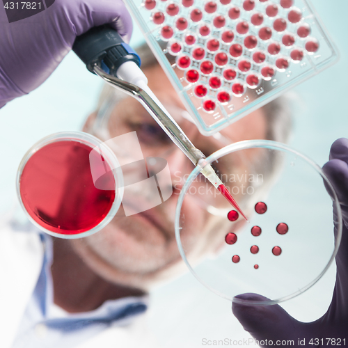 Image of Senior life science researcher grafting bacteria.