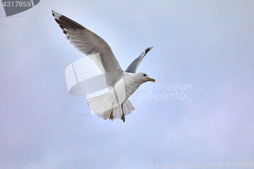 Image of Seagulls in air