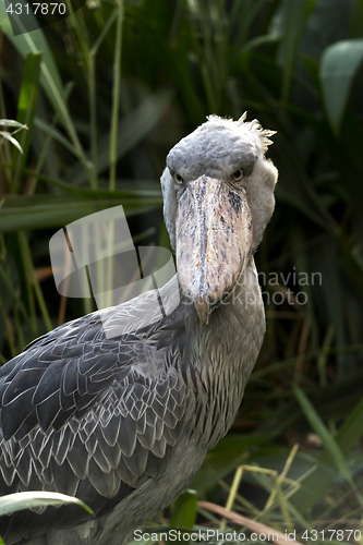 Image of Portrait of shoebill 