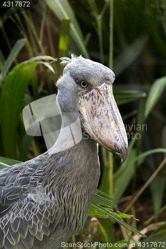 Image of Portrait of shoebill 