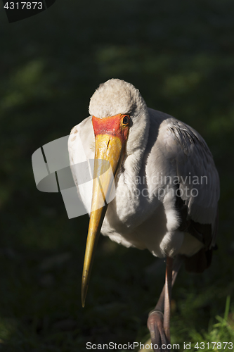 Image of Yellow-billed stork